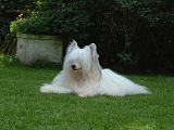 CHIEN NU CHINOIS 294